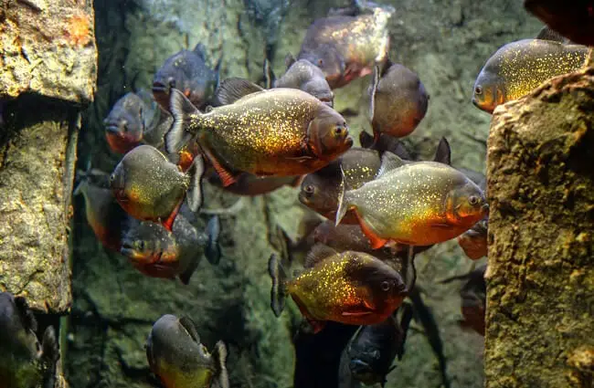 School of piranha in an aquarium