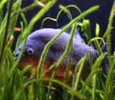 Piranha Hiding In The Grass
