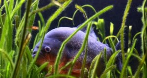 Piranha hiding in the grass