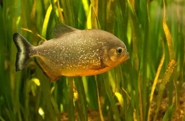 Single piranha in the water vegetation