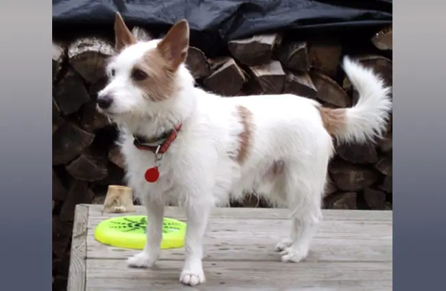 Fox Terrier e Podengo Português Pequeno