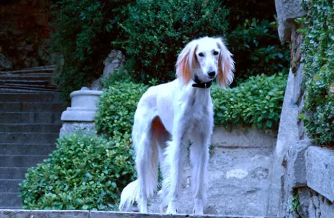 White Saluki on the terrace Photo by: meteo https://creativecommons.org/licenses/by/2.0/ 