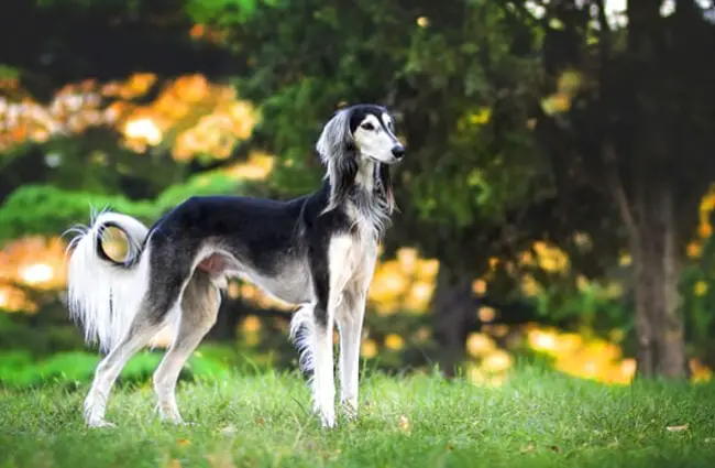 Proud black and silver Saluki posing in the park