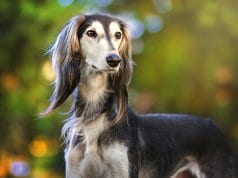 A stunning black, tan, and silver Saluki