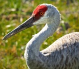 Closeup Of A Sandhill Crane