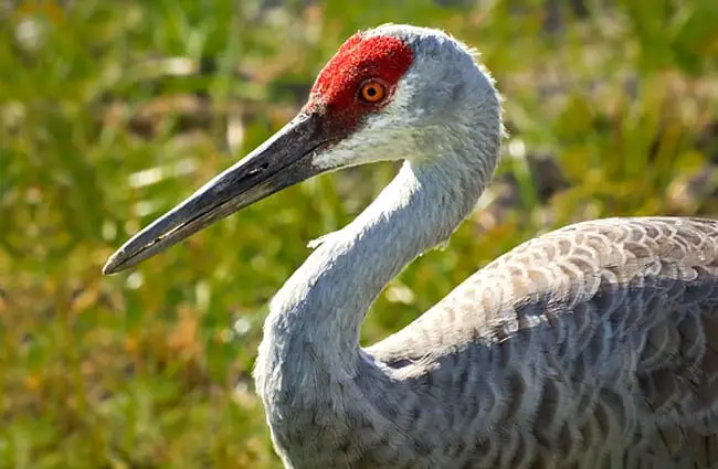 Closeup of a Sandhill Crane