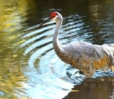 Sandhill Crane In The Water Photo By: Eric Kilby Https://Creativecommons.org/Licenses/By-Sa/2.0/