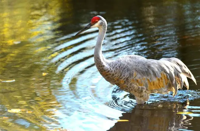 Sandhill Crane in the water Photo by: Eric Kilby https://creativecommons.org/licenses/by-sa/2.0/