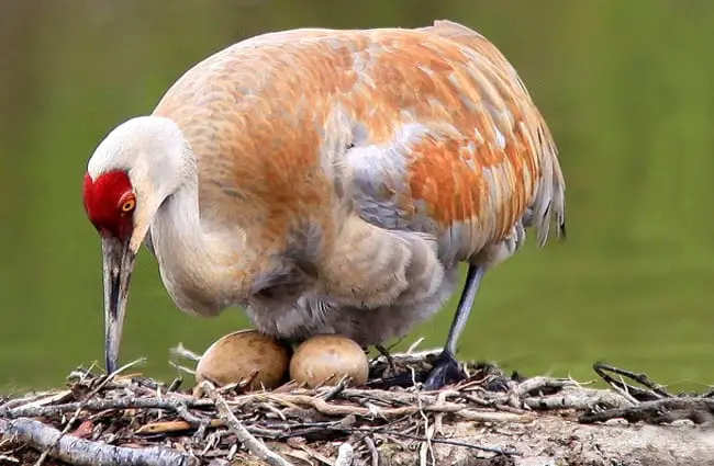 Sandhill Crane incubating her eggs Photo by: Nigel https://creativecommons.org/licenses/by-sa/2.0/
