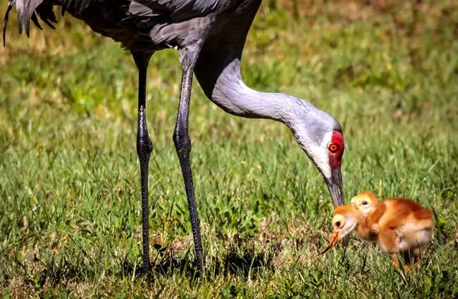 Sandhill Crane feeding her chicks Photo by: Pete G https://creativecommons.org/licenses/by-sa/2.0/