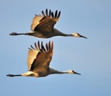 Sandhill Cranes In Migratory Flight
