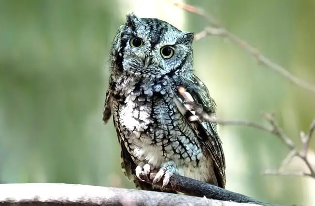 Screech Owl on a branch
