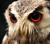 Large Eyes Of A Screech Owl