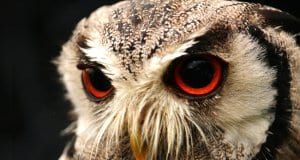 Large eyes of a Screech Owl