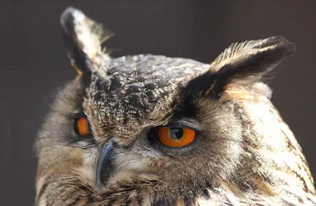 Closeup of a Screech Owl