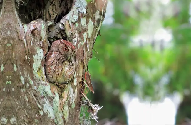 Screech Owl camouflaged in a tree