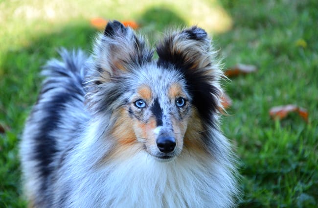 Sheltie (Shetland Sheepdog) in the yard