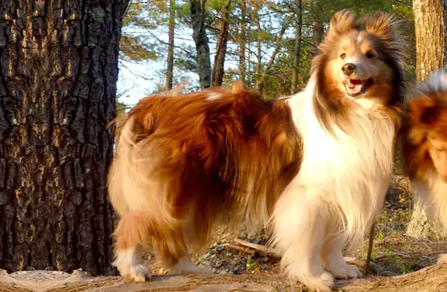 Shetland Sheepdog in the forest Photo by: Paul Morris https://creativecommons.org/licenses/by-sa/2.0/