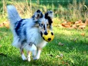 Blue merle Shetland Sheepdog playing ball in the yard