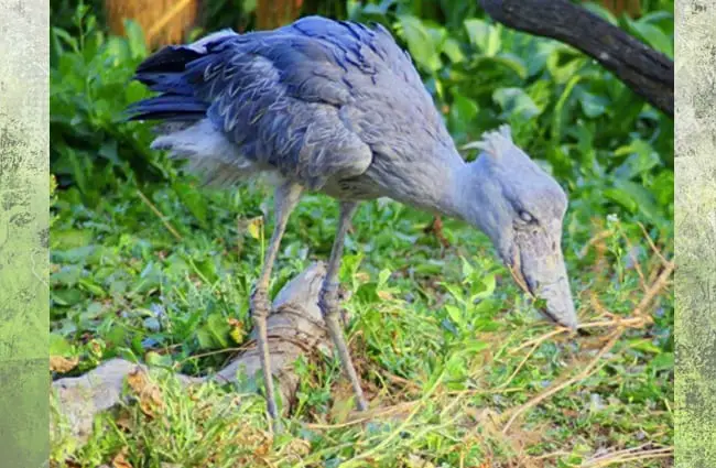 Shoebill stork foraging for food Photo by: Jean https://creativecommons.org/licenses/by/2.0/ 