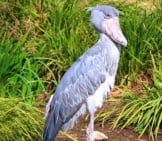 Shoebill Stork Portraitphoto Bychuck Dowehttps://Creativecommons.org/Licenses/By/2.0/
