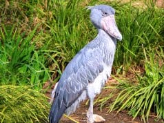 Shoebill stork portraitPhoto byChuck Dowehttps://creativecommons.org/licenses/by/2.0/