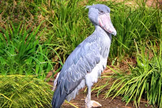Shoebill stork portraitPhoto byChuck Dowehttps://creativecommons.org/licenses/by/2.0/