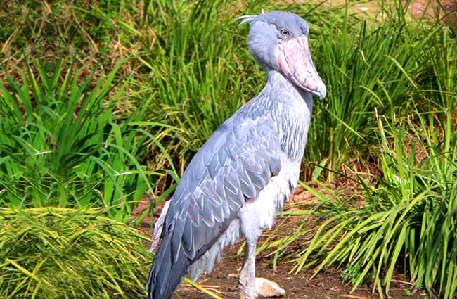 are shoebill storks endangered