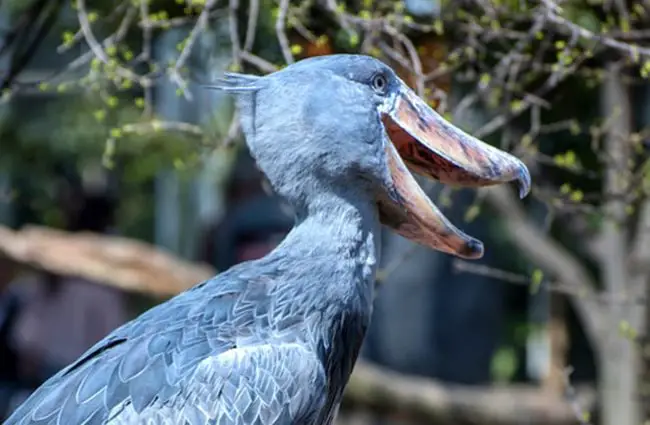 Notice the Shoebill stork&#039;s unusual bill Photo by: Jin Kemoole https://creativecommons.org/licenses/by/2.0/