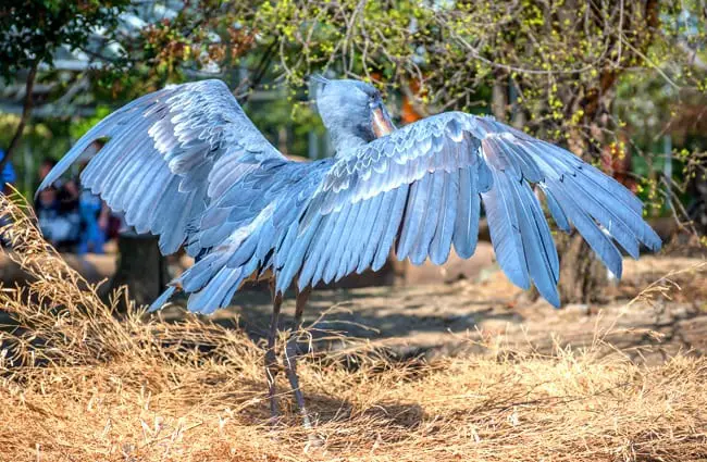 Shoebill stork with wings spread Photo by: Jin Kemoole https://creativecommons.org/licenses/by/2.0/