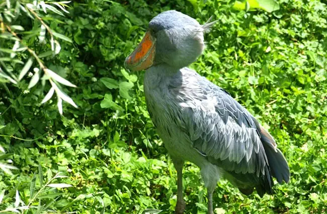 Shoebill stork in profile Photo by: Nigel Swales https://creativecommons.org/licenses/by/2.0/