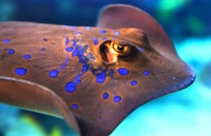 Blue-spotted stingray