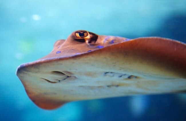 Closeup of the underside of a blue-spotted stingray