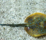 Long Tail Of The Yellow Spotted Stingray