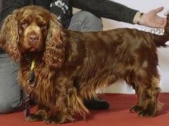 Beautiful champion Sussex Spaniel posing after the showPhoto by: Svenska Mässanhttps://creativecommons.org/licenses/by/2.0/