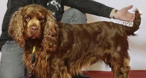 Beautiful champion Sussex Spaniel posing after the showPhoto by: Svenska Mässanhttps://creativecommons.org/licenses/by/2.0/