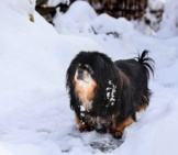 Adult Tibetan Spaniel Playing In The Snow