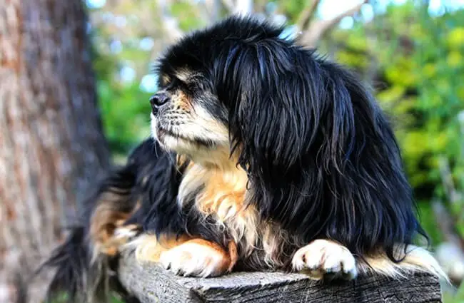 Black and tan Tibetan Spaniel relaxing in the afternoon sun