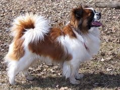 Young parti-color Tibetan Spaniel