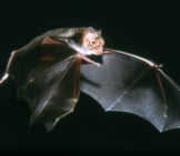 Common Vampire Bat In Flight Photo By: Uwe Schmidt Cc By-Sa 4.0 Https://Creativecommons.org/Licenses/By-Sa/4.0
