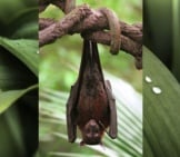 Vampire Bat Hanging On A Tree Branch Photo By: (C) Kentoh Www.fotosearch.com