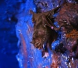 Common Vampire Bat In A Zoo Night Room Setting Photo By: (C) Belizar Www.fotosearch.com