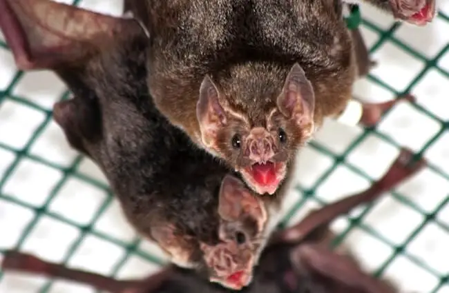 Обычные летучие мыши-вампиры в условиях зоопарка Фото: (c) belizar www.fotosearch.com