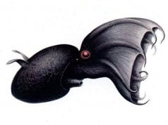Vampire squid illustration