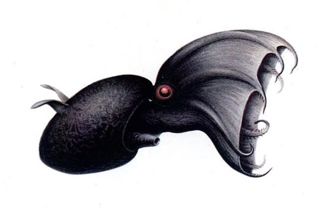 Vampire Squid - Description, Habitat, Image, Diet, and Interesting Facts