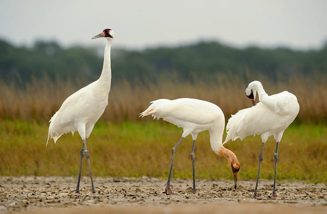 Whooping Crane family on wintering grounds at the Aransas National Wildlife Refuge Photo by: USFWS https://creativecommons.org/licenses/by/2.0/