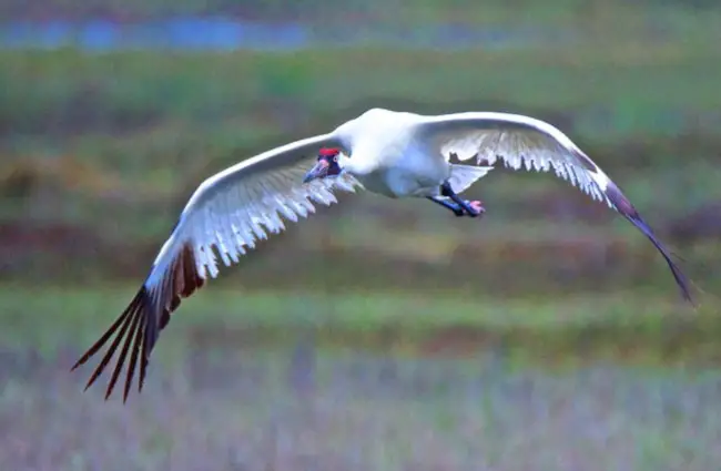 Whooping crane coming in for a landing at the lake Photo by: Brian Ralphs https://creativecommons.org/licenses/by/2.0/