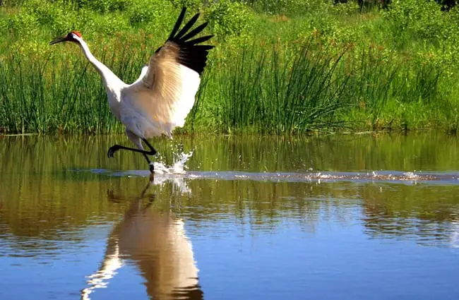 Whooping Crane landing on the water at the International Crane Foundation, Baraboo, WI Photo by: NaturesFan https://creativecommons.org/licenses/by/2.0/