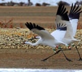 Whooping Crane Pair At Patokah River National Wildlife Refuge In Indiana On Their Migration South Photo By: Steve Gifford, Usfws Midwest Region Https://Creativecommons.org/Licenses/By/2.0/