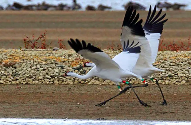 Whooping crane pair at Patokah River National Wildlife Refuge in Indiana on their migration south Photo by: Steve Gifford, USFWS Midwest Region https://creativecommons.org/licenses/by/2.0/